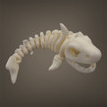 Skeleton Shark