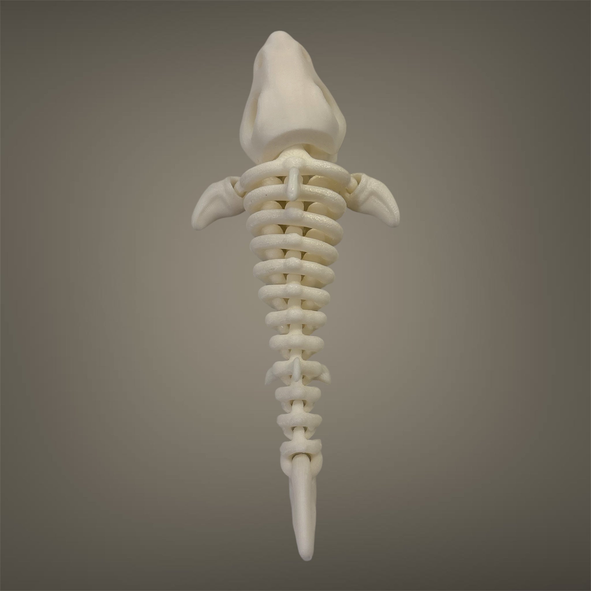 Skeleton Shark